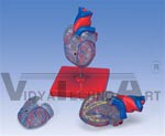 Classic Heart Model with Conducting System, 2 part model